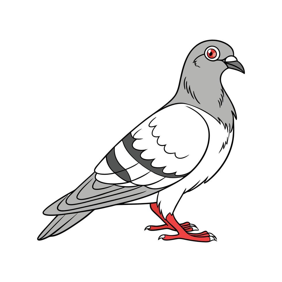 Realistic Pigeon Color Illustration with Outline vector