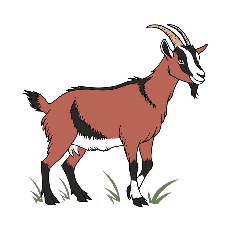 Beautiful Oberhasli Goat on White vector