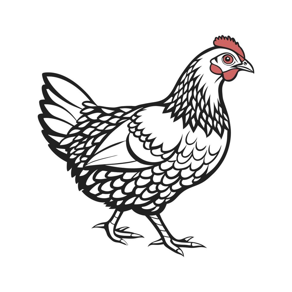 Realistic Color Illustration of Plymouth Rock Chicken vector