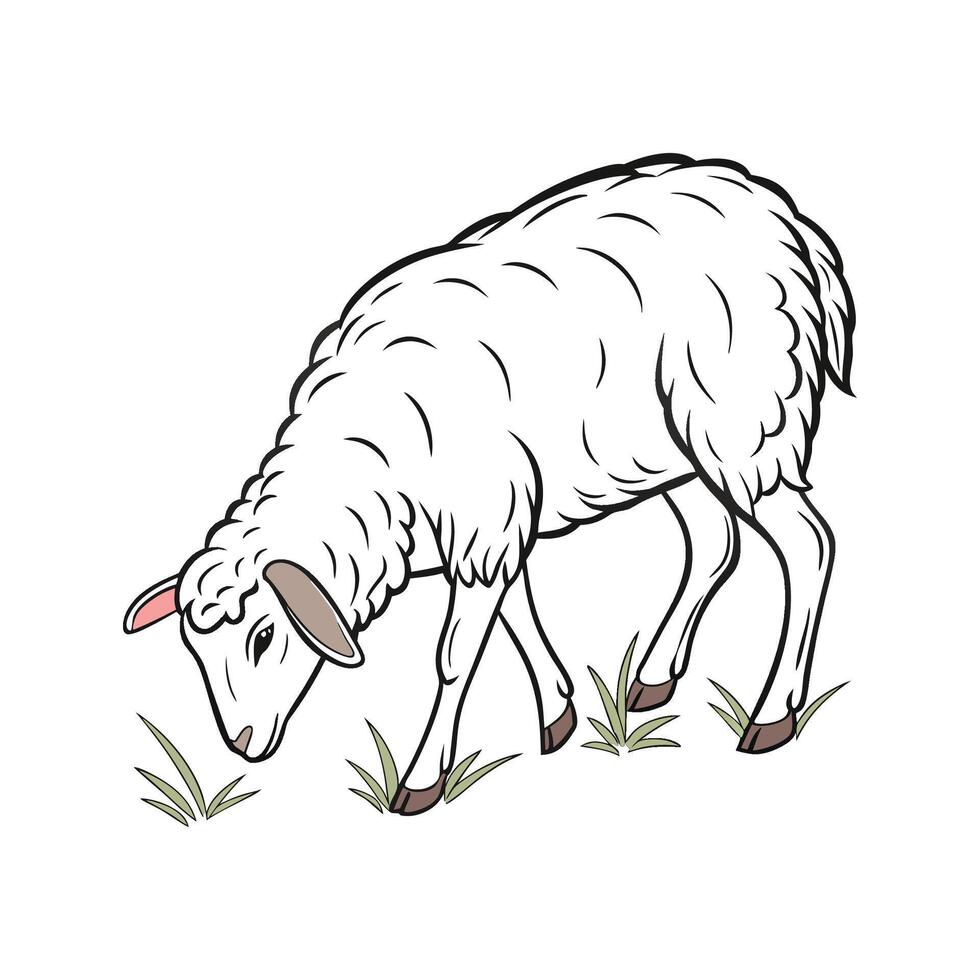 Rambouillet Sheep Realistic Color Illustration vector