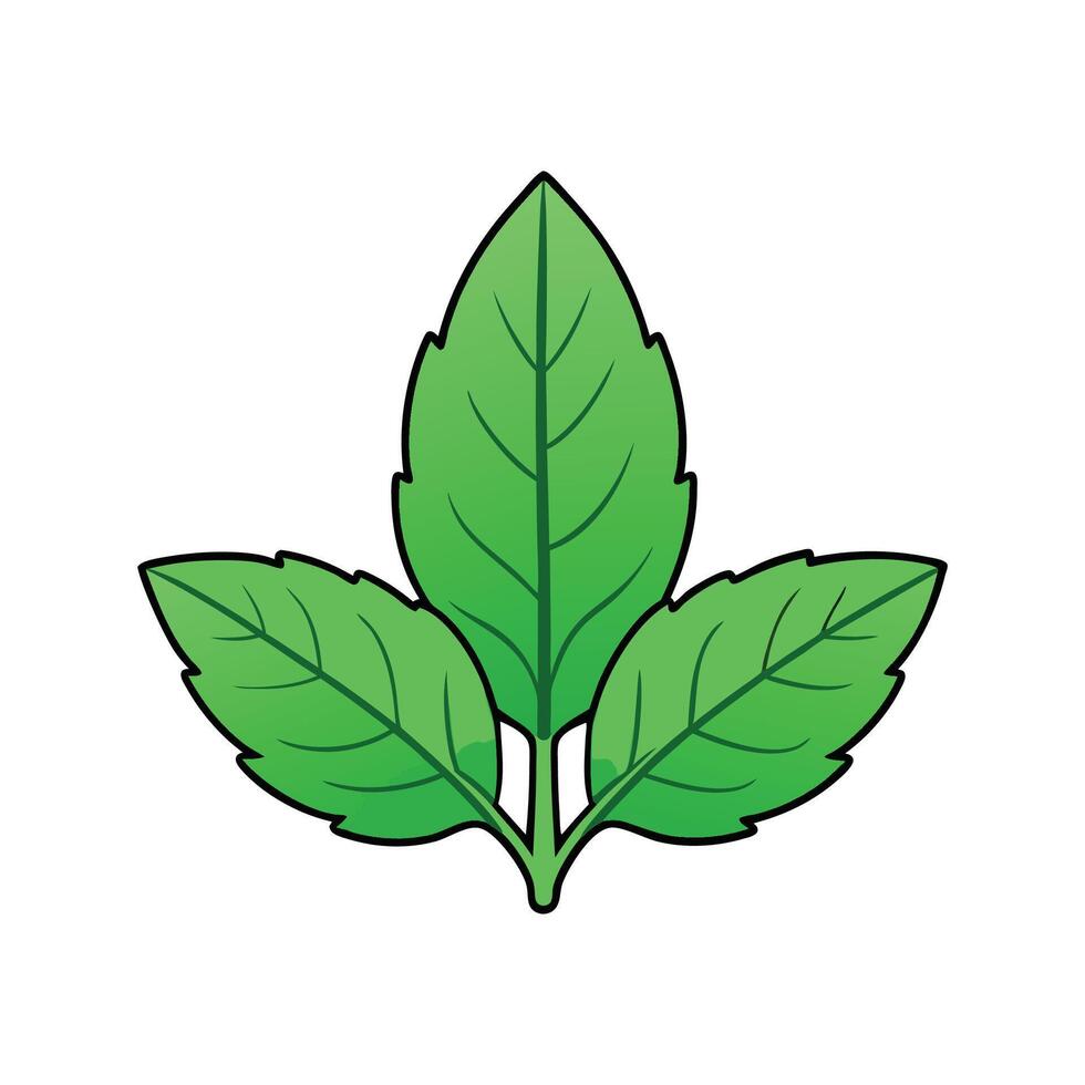 Vibrant Amaranth Green Leaves Isolated vector