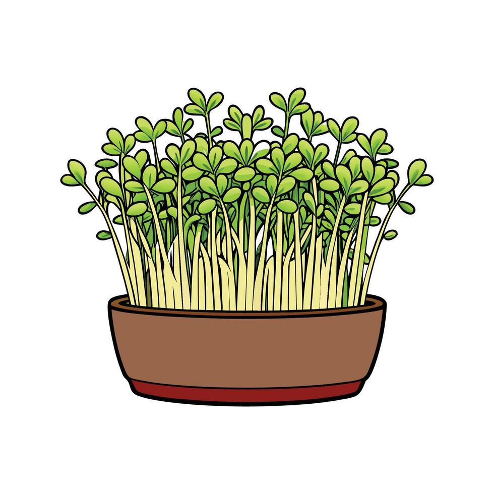 Alfalfa Sprouts Perfect For Salads vector