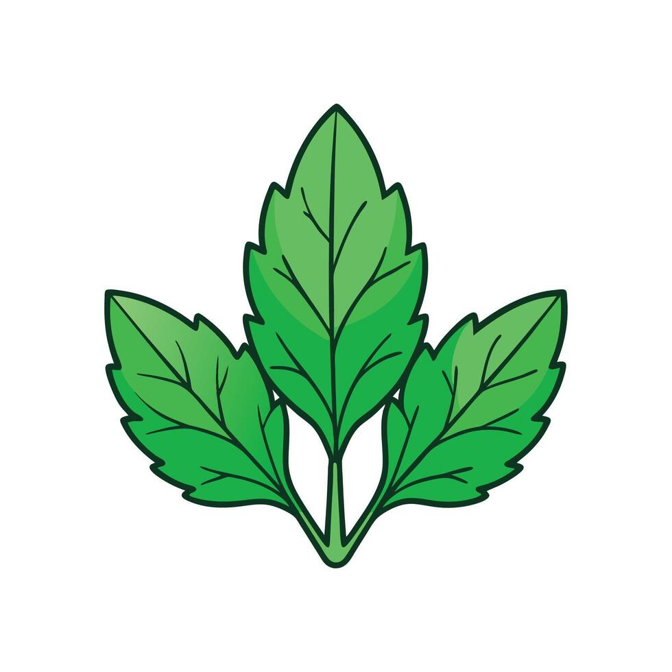 Nutritional Amaranth Green Leaves Isolated vector