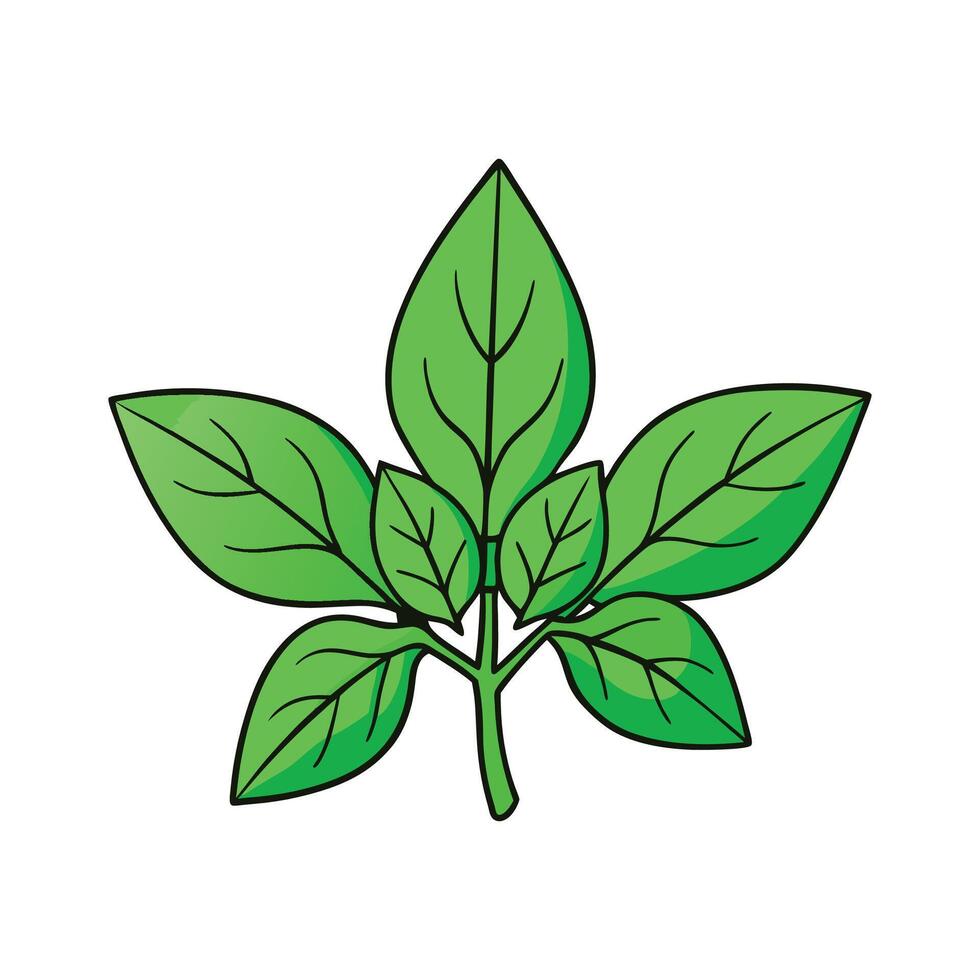 Amaranth Green Leaves Isolated On White vector