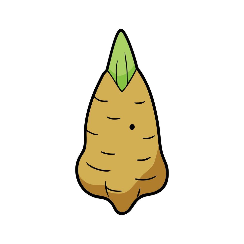 Nutritional Arrowhead Root For Culinary Use vector