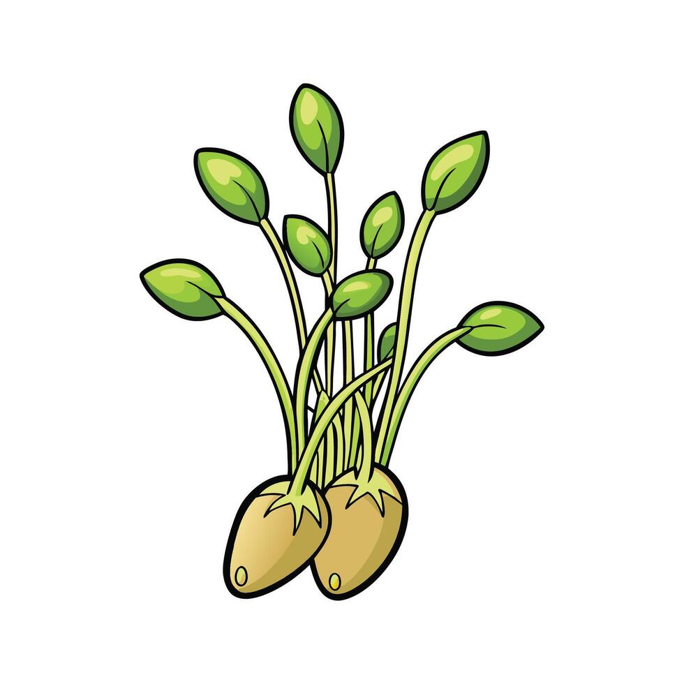 Mung Bean Sprouts Fresh Isolated Over White vector