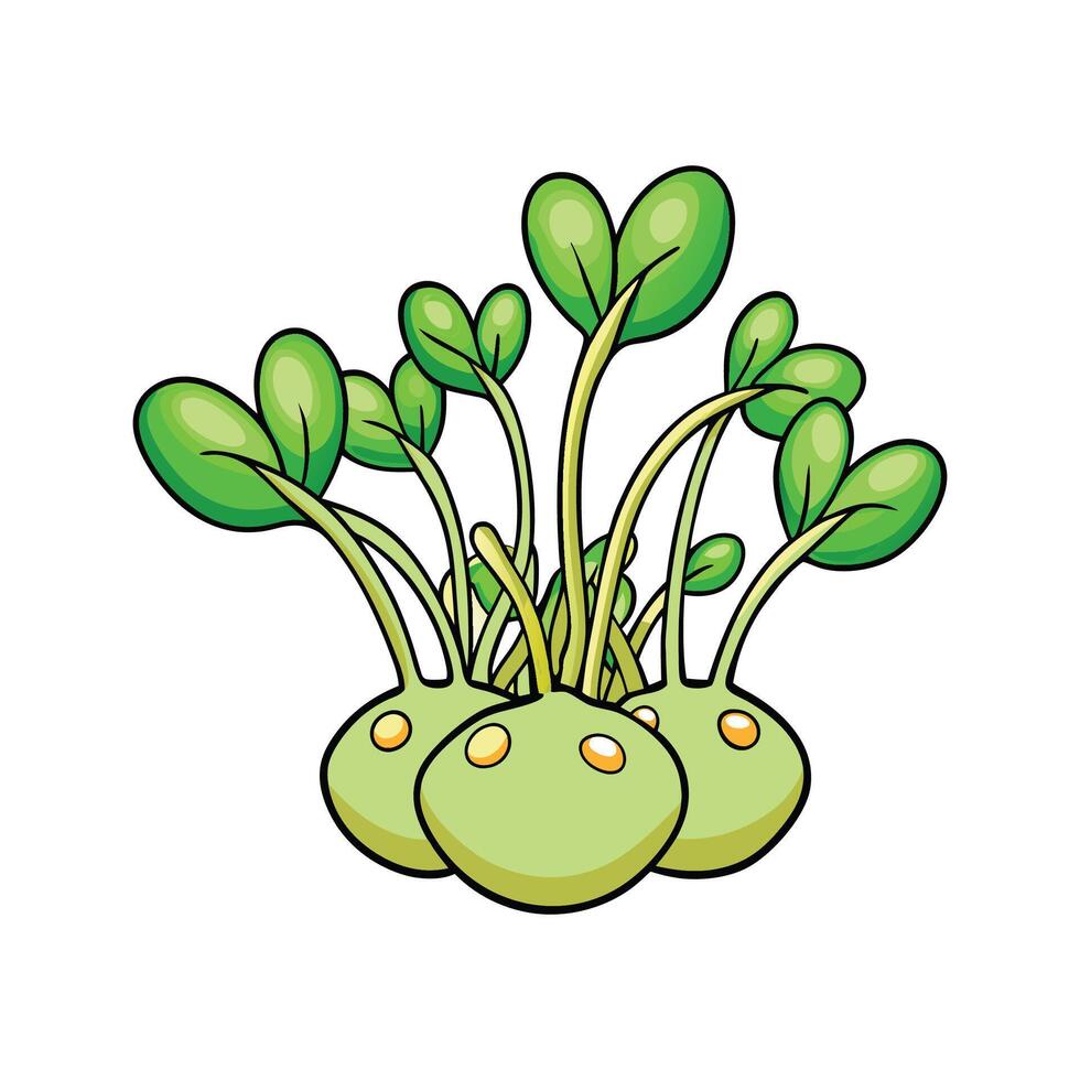 Fresh Mung Bean Sprouts For Healthy Dishes vector