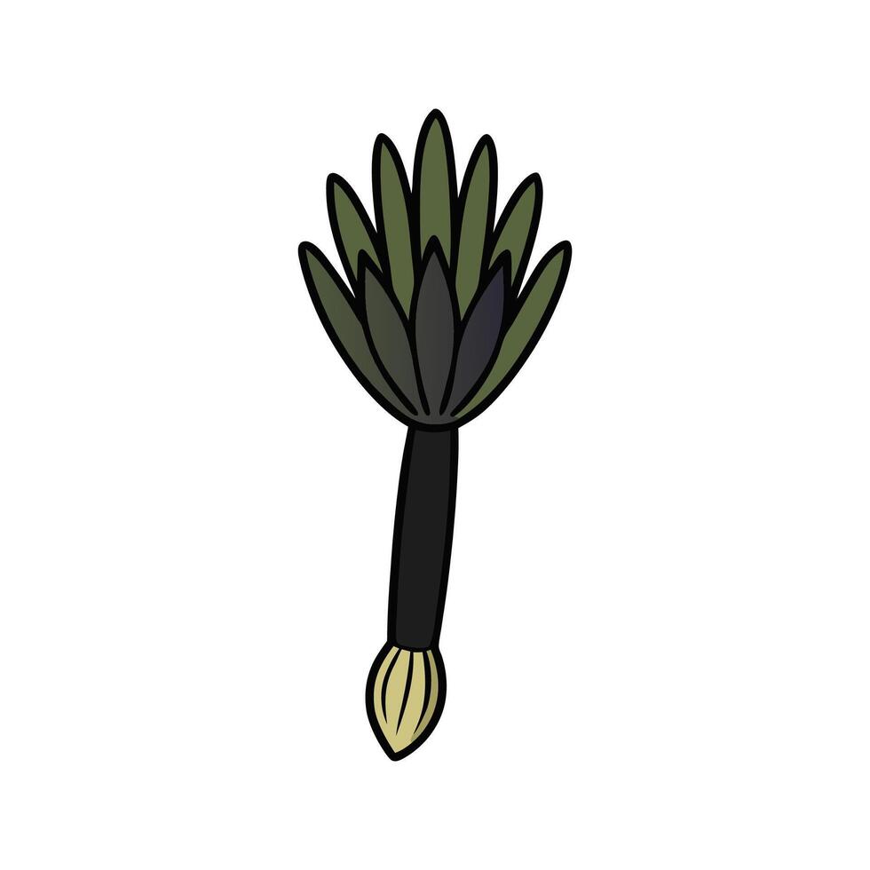 Black Salsify Freshly Harvested Ideal For Salads vector