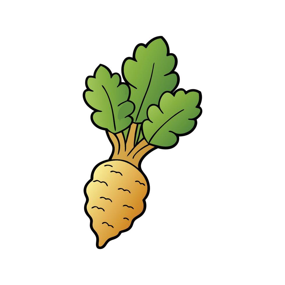 Isolated Burdock Root Great For Culinary Use vector