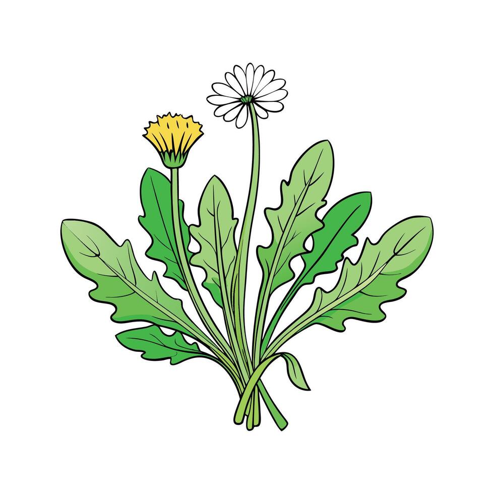 Isolated Dandelion Greens Great For Cooking vector