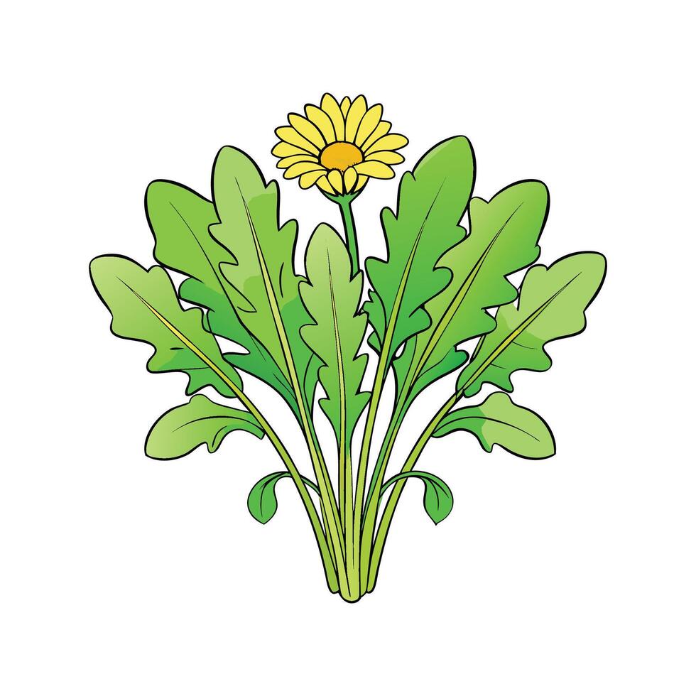 Fresh Dandelion Greens Perfect For Salads vector