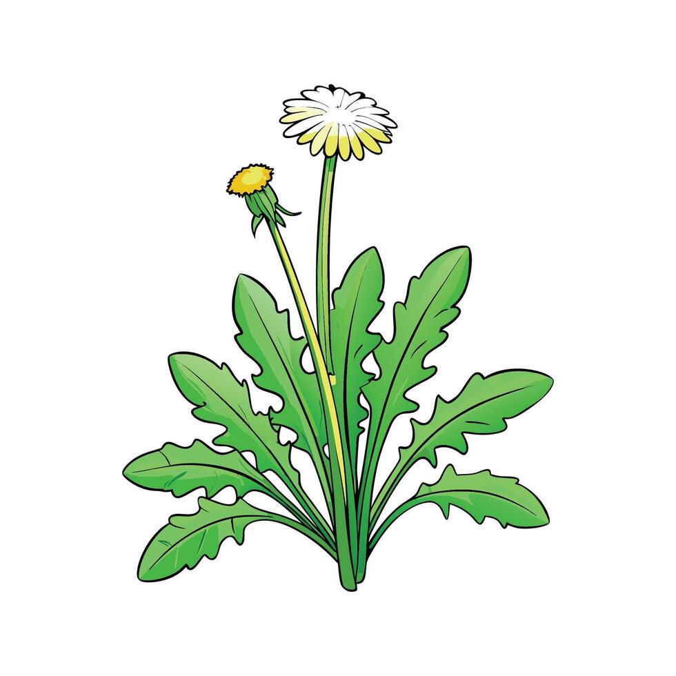 Fresh Dandelion Greens Ideal For Culinary Use vector
