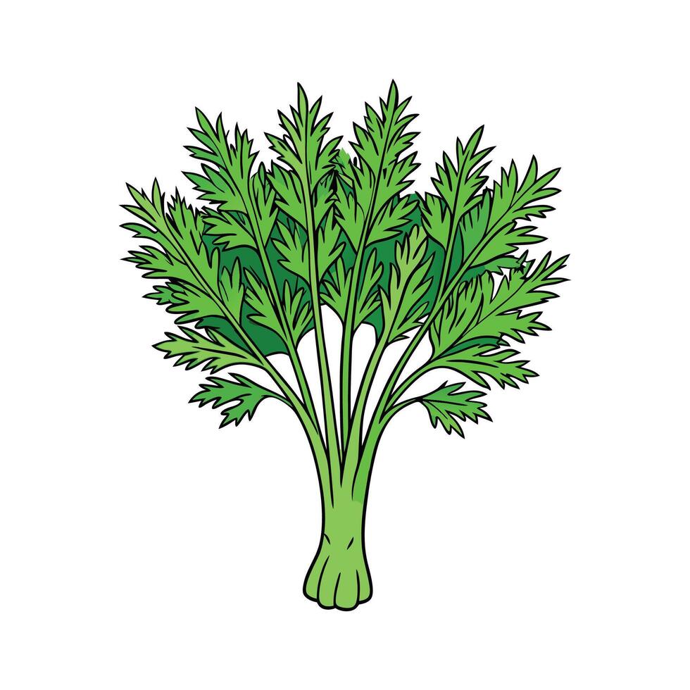 Dill Weed Fresh Ideal For Culinary Uses vector