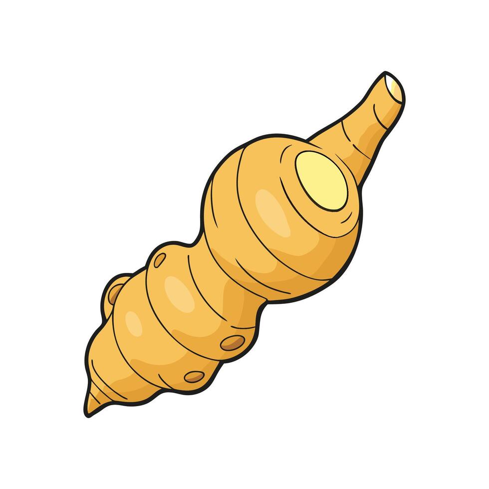Fresh Galangal Root Ideal For Cooking vector