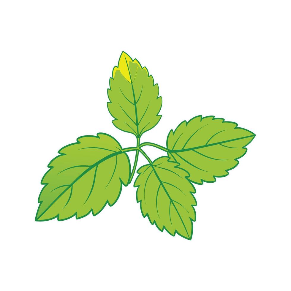 Nutritious Lemon Balm Leaves Isolated vector
