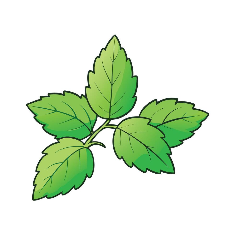 Fresh Lemon Balm Leaves Ideal For Culinary Use vector