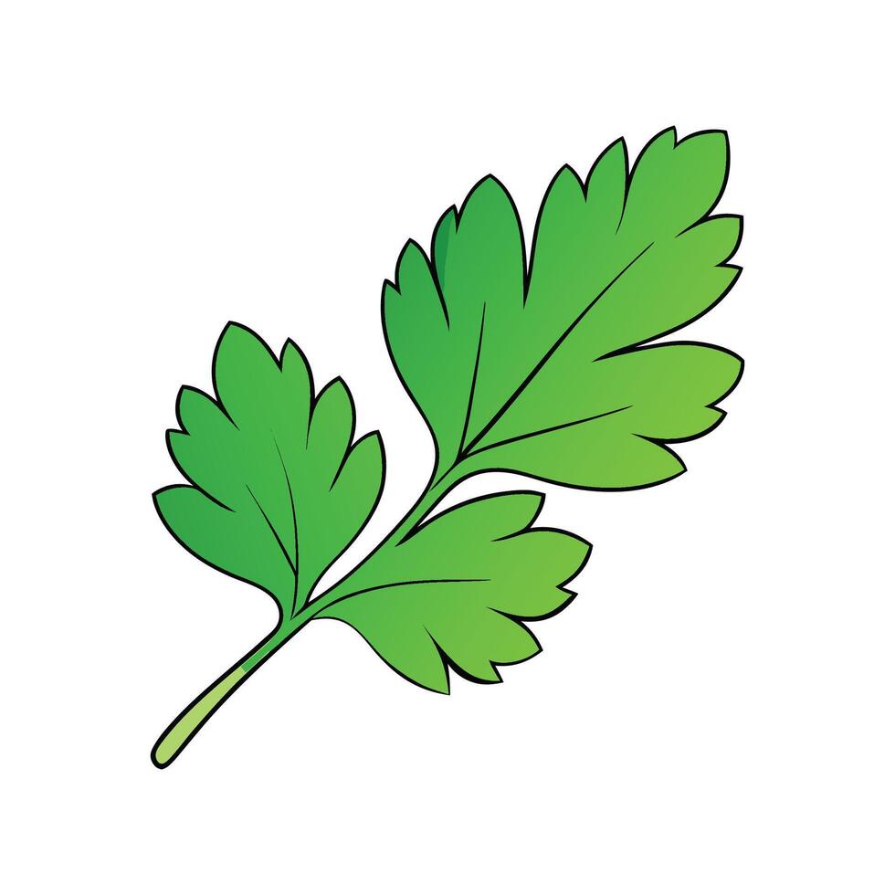Pure Flat Parsley Leaf on White Background vector