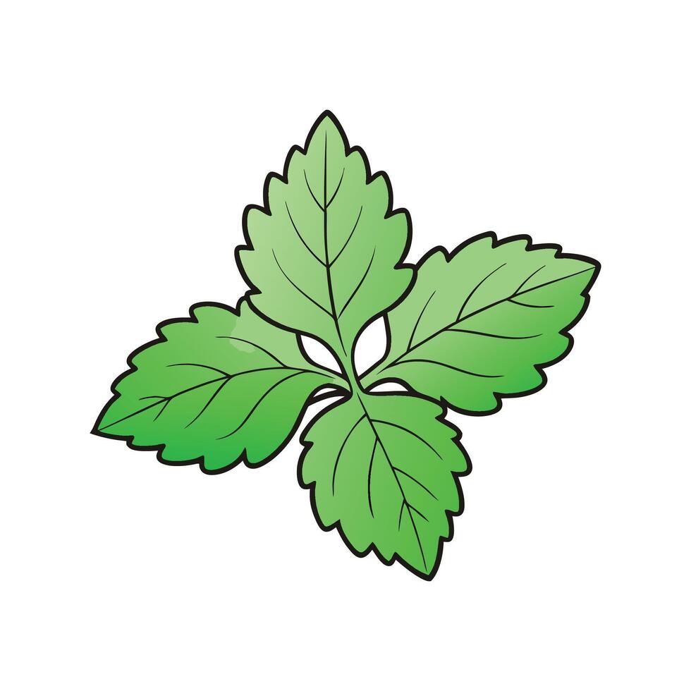 Fresh Perilla Shiso Isolated on White vector