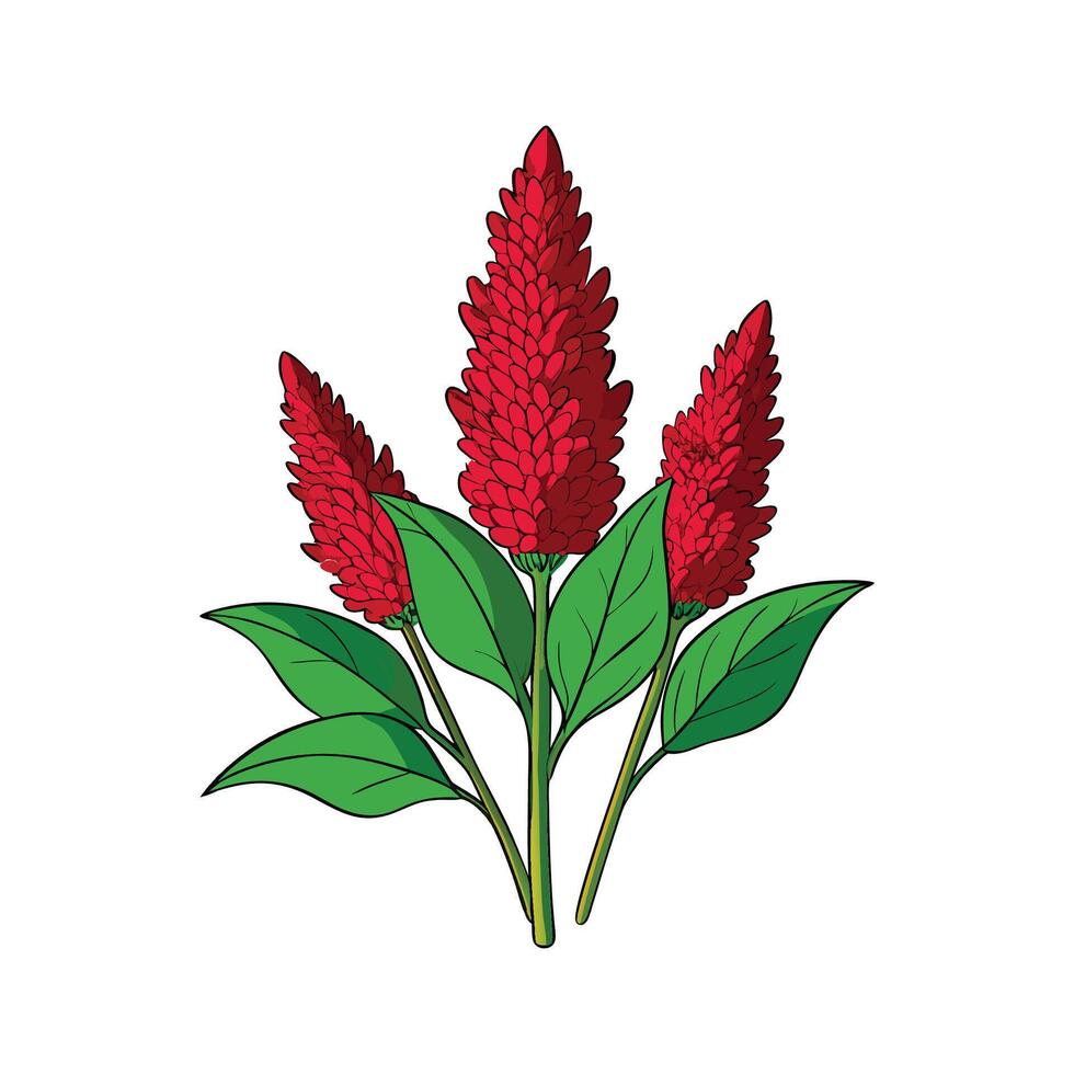Fresh Red Amaranth Leaf Isolated on White vector