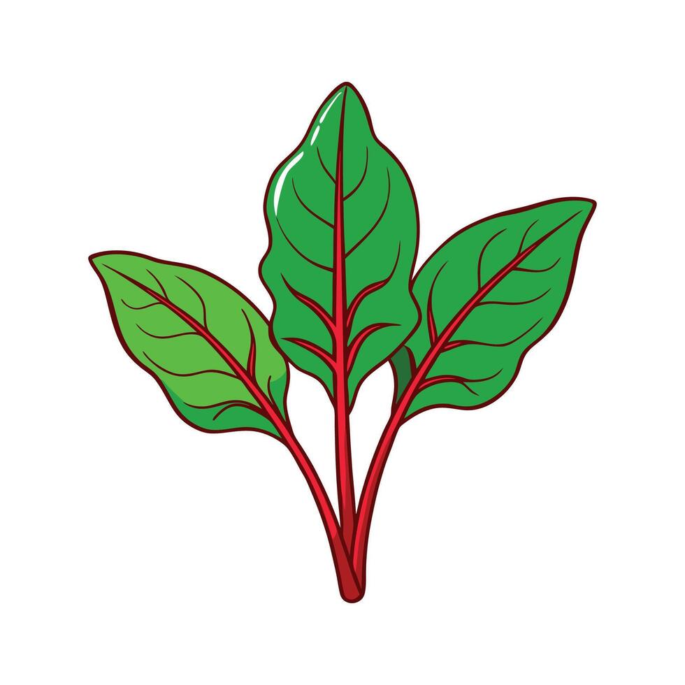 Red Veined Sorrel Fresh on White Background vector