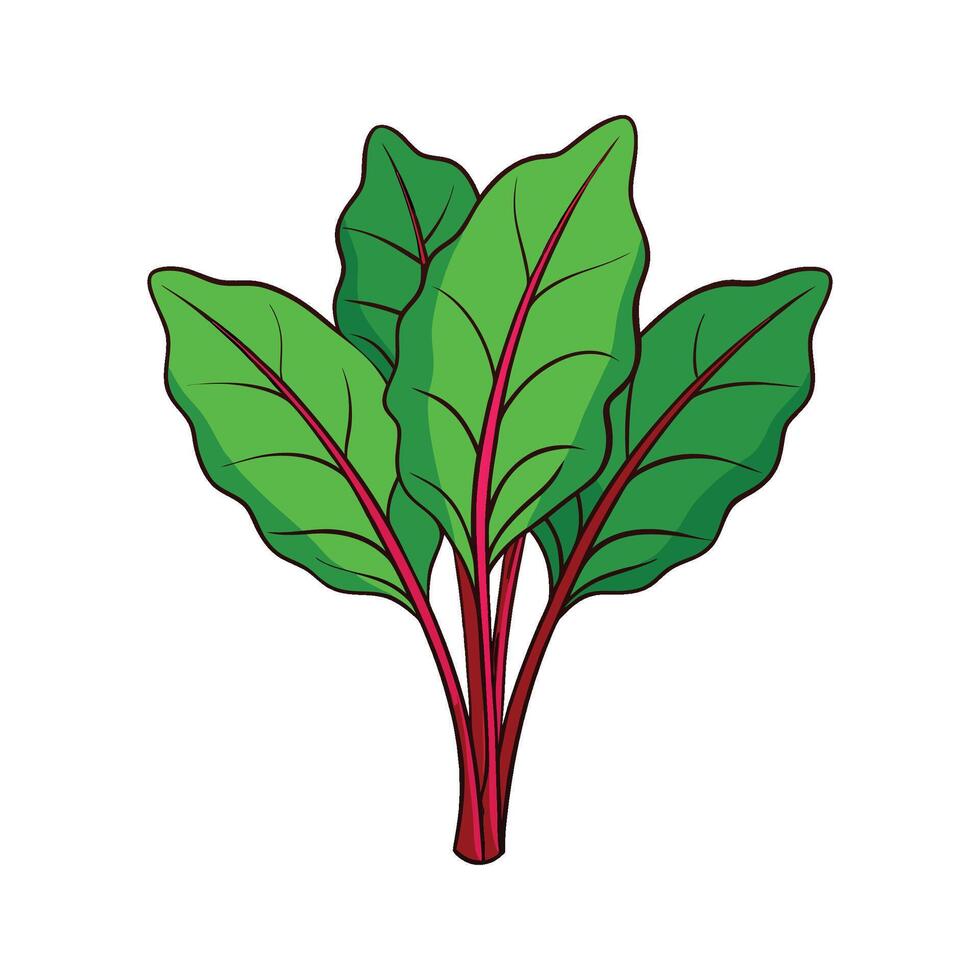 Vibrant Red Veined Sorrel Isolated on White vector