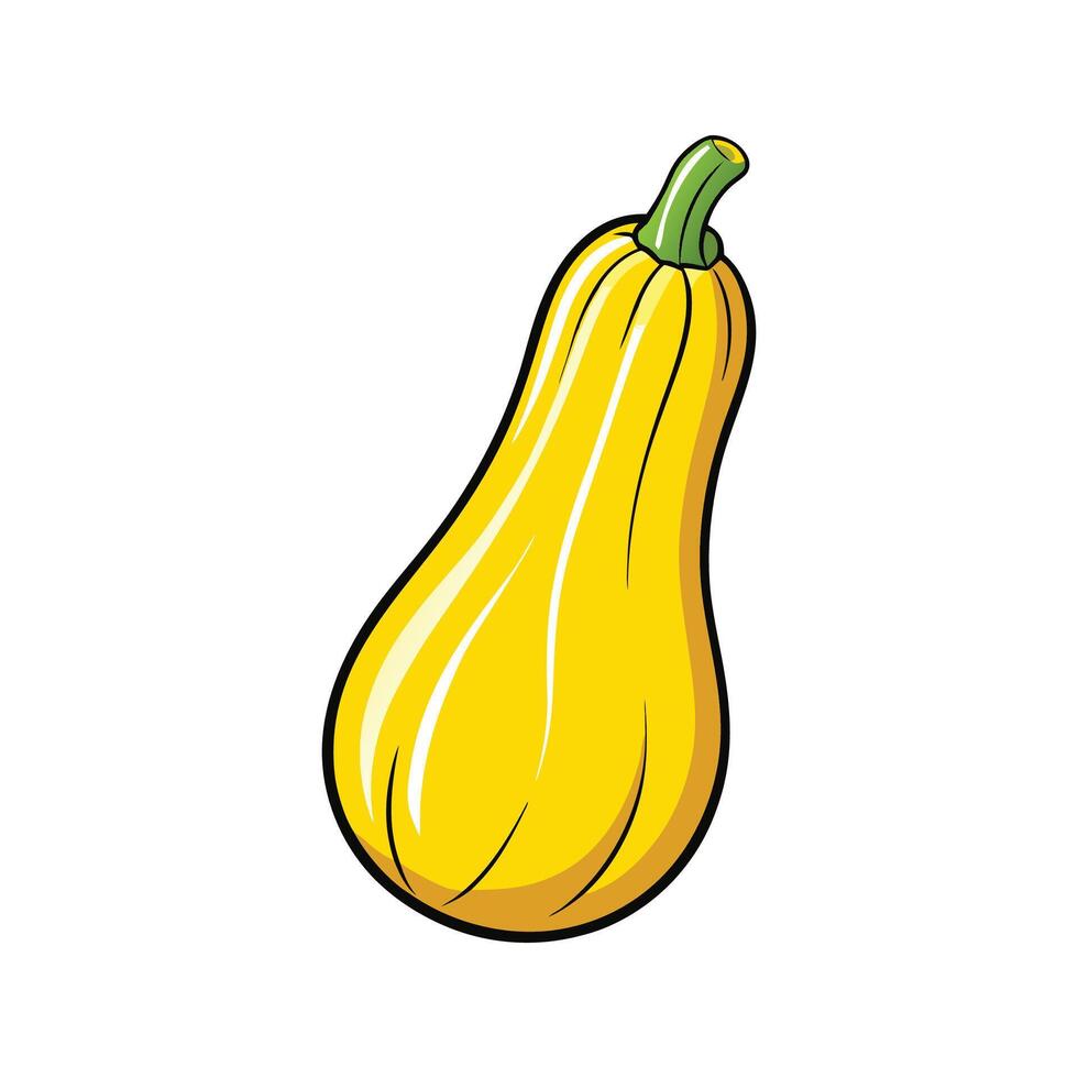 Yellow Crookneck Squash Fresh on White Background vector