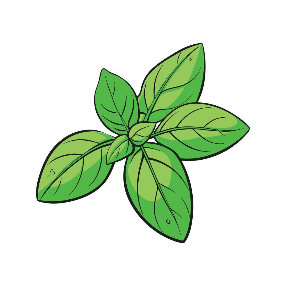 Vibrant Sweet Basil Isolated on White Background vector