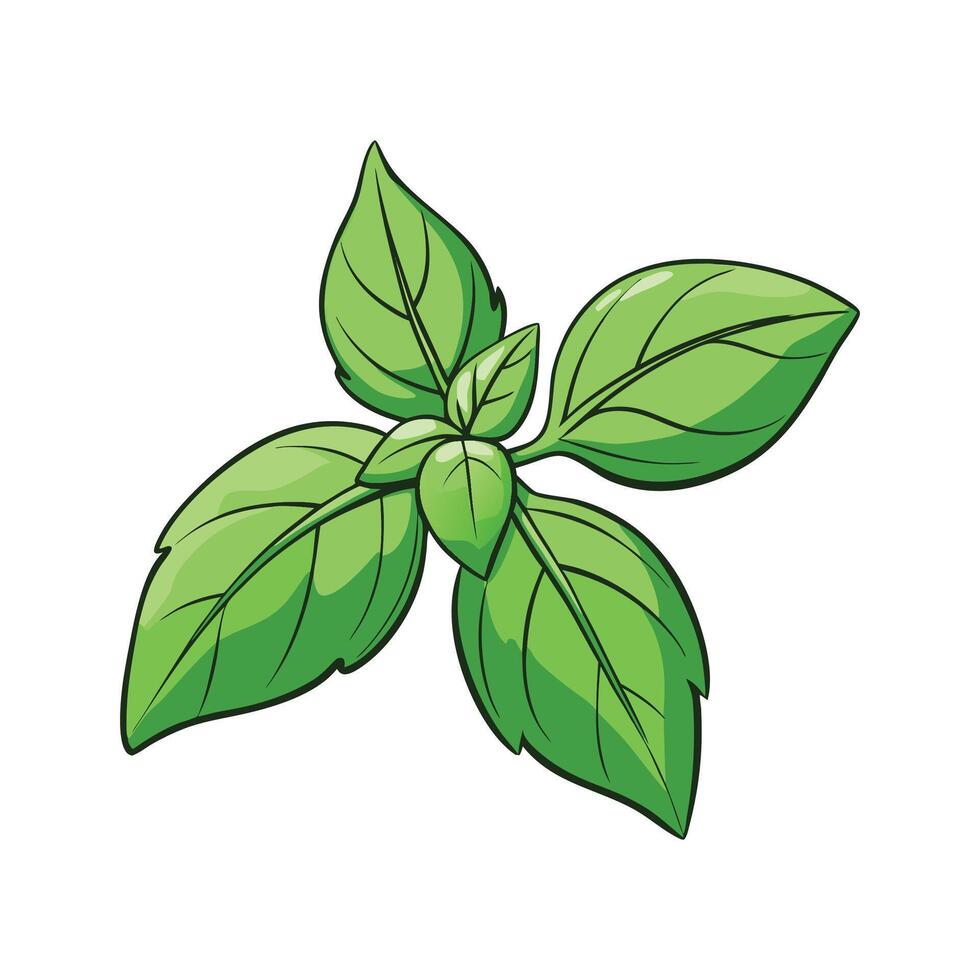 Bright Sweet Basil on Clean White Surface vector