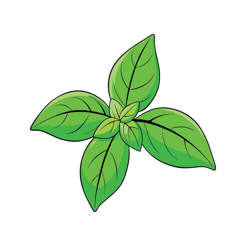 Sweet Basil Fresh Leaves Isolated on White vector