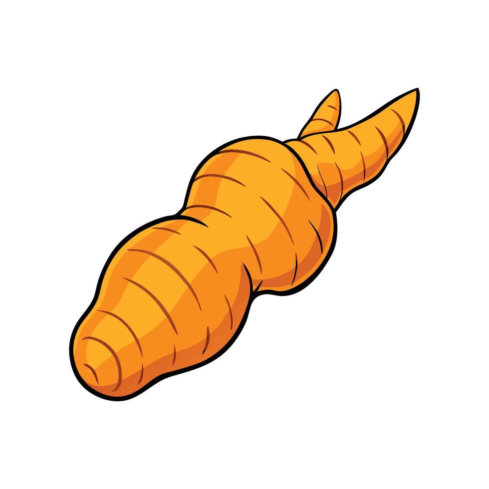 Fresh Turmeric Root on White Background vector