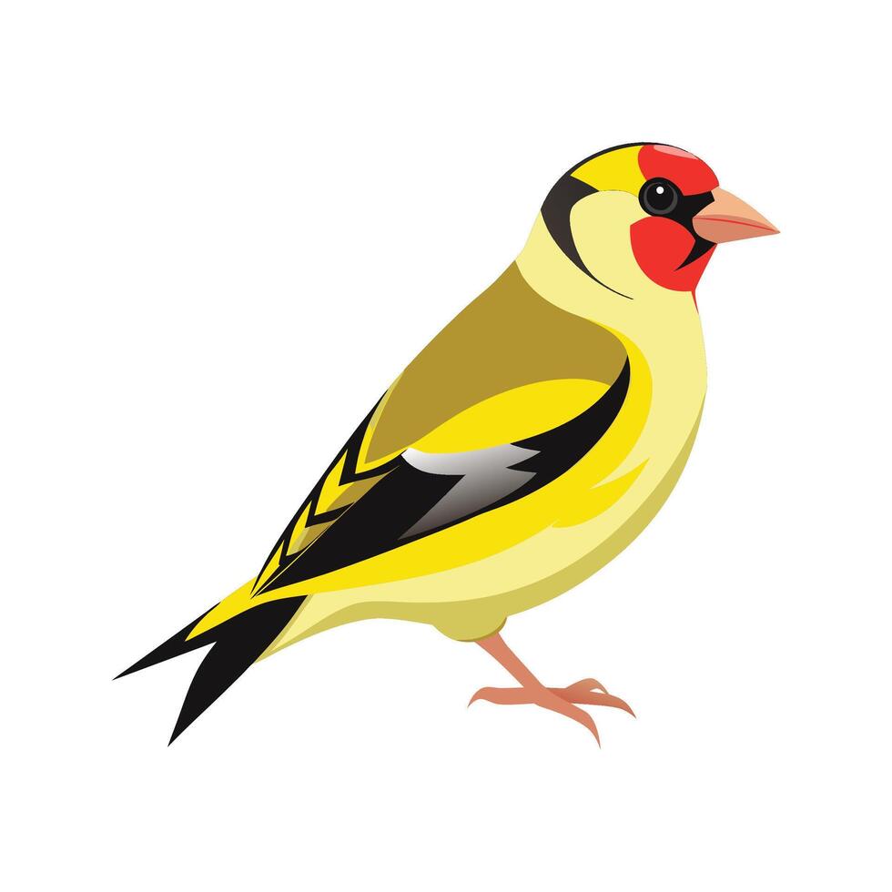 Striking American Goldfinch Illustration vector