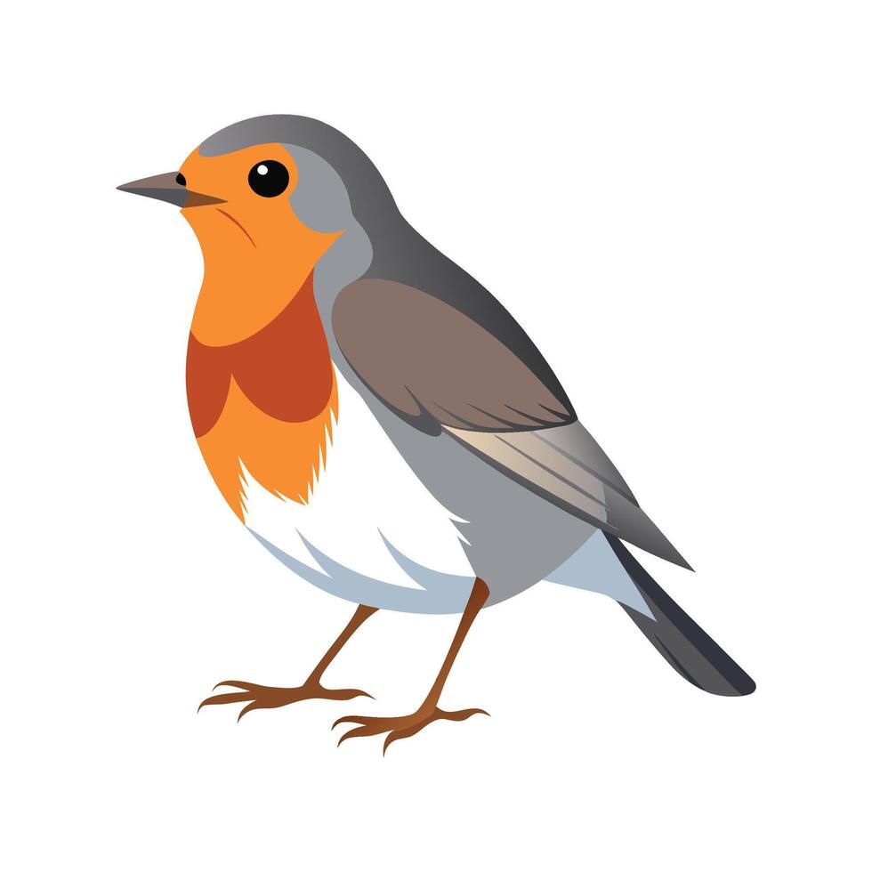 Elegant Illustration of American Robin Bird vector