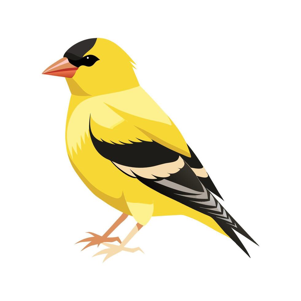 Vibrant American Goldfinch Design vector