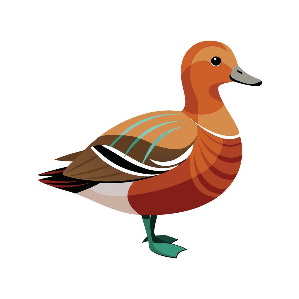 Creative of American Wigeon vector