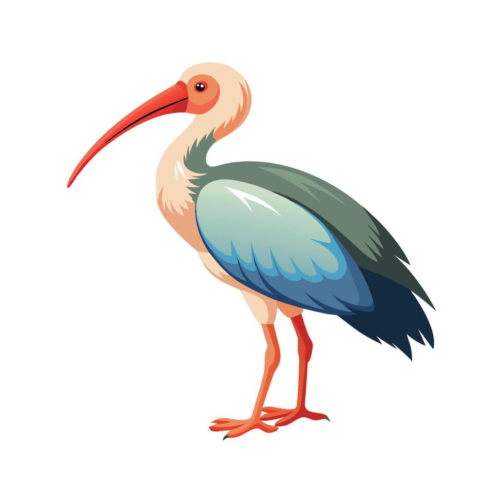 Vibrant Illustration of BareFaced Ibis vector