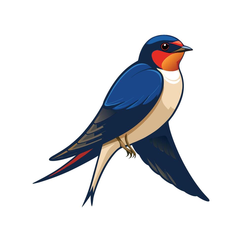 Distinguished Barn Swallow Art vector