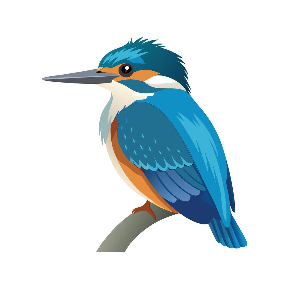 Elegant Belted Kingfisher Bird Illustration vector