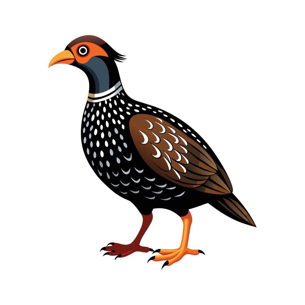 Distinctive Black Francolin Bird Artwork vector