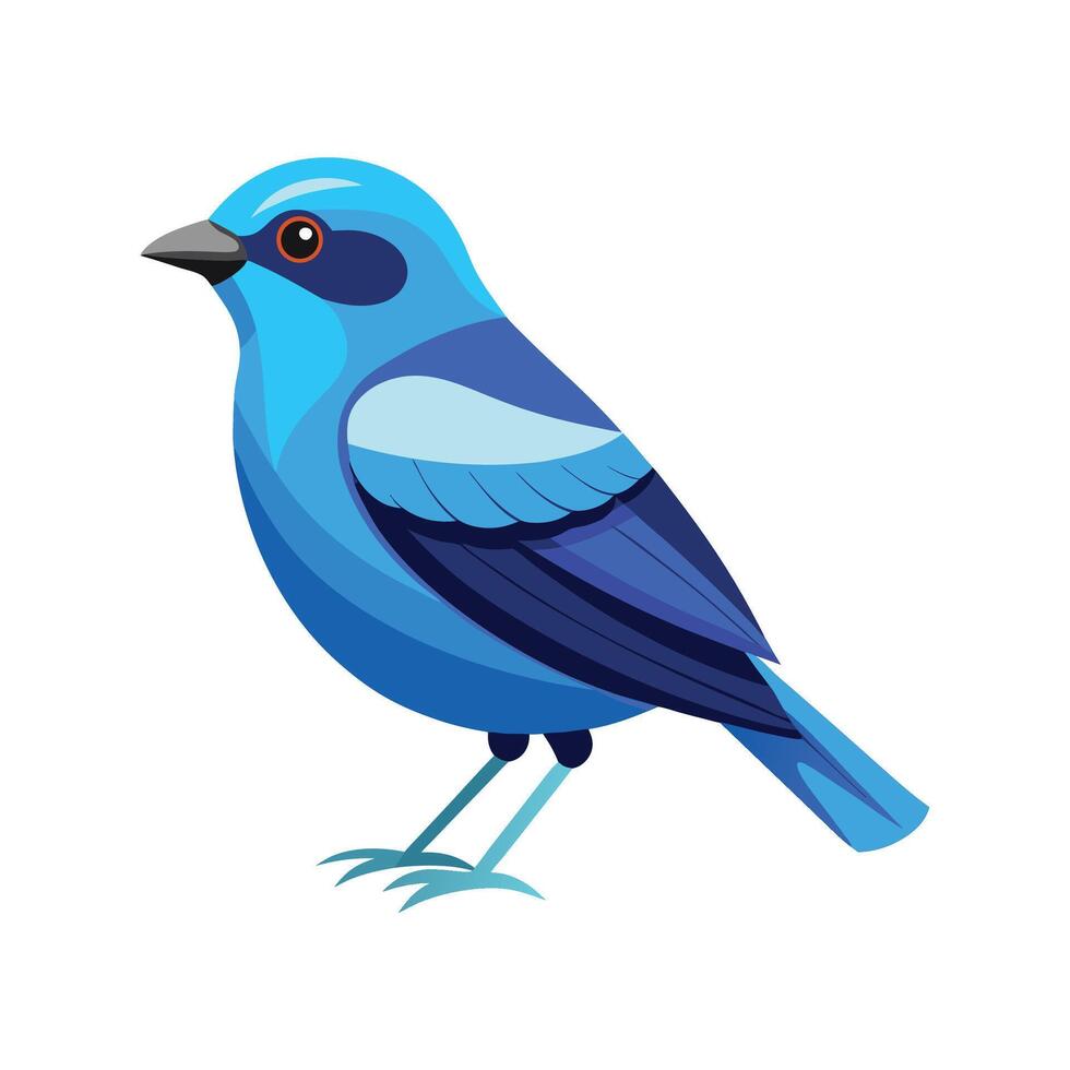 Elegant Illustration of Blue Dacnis vector