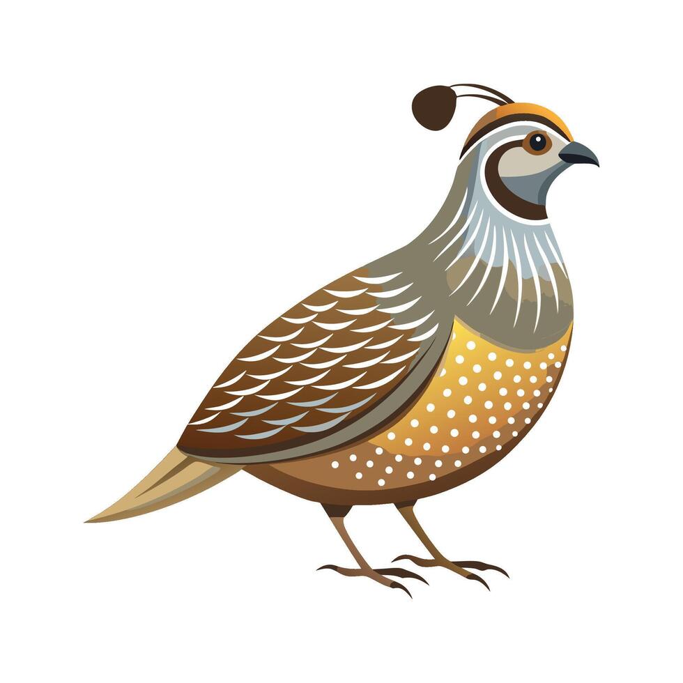 Charming California Quail Art vector