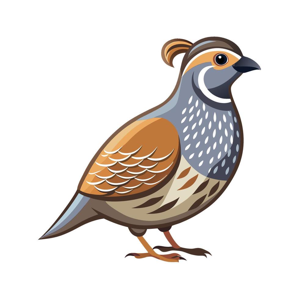 Stylish California Quail Bird Illustration vector
