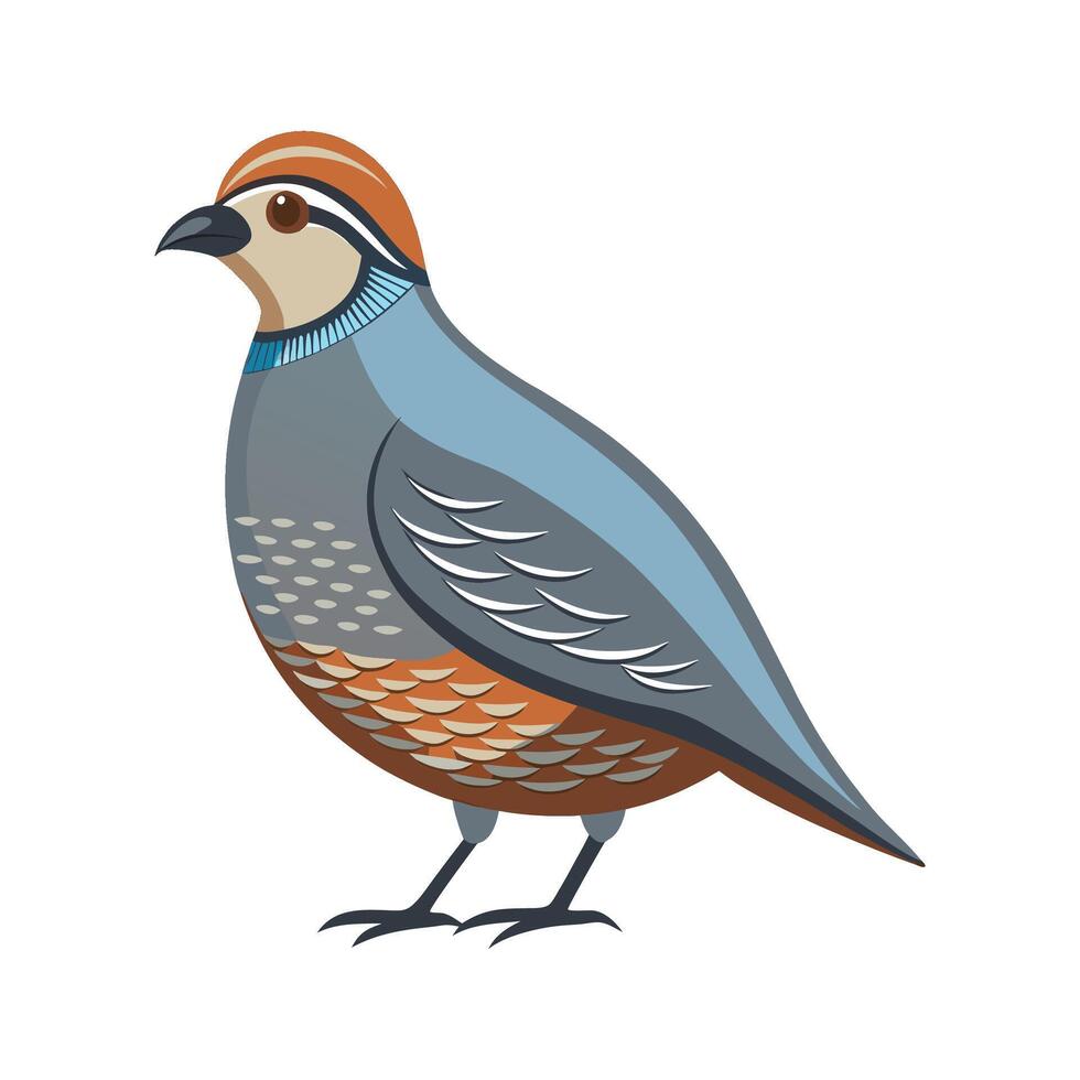 Elegant California Quail Artwork vector