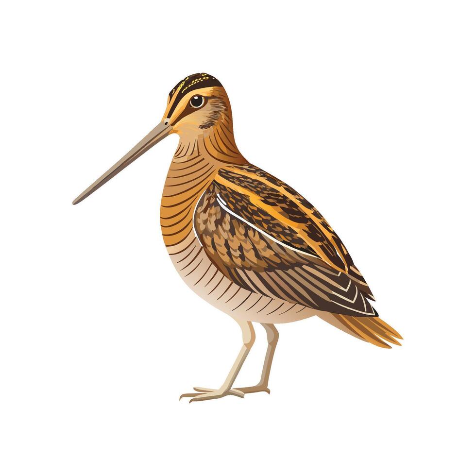 Elegant Artwork of Common Snipe vector