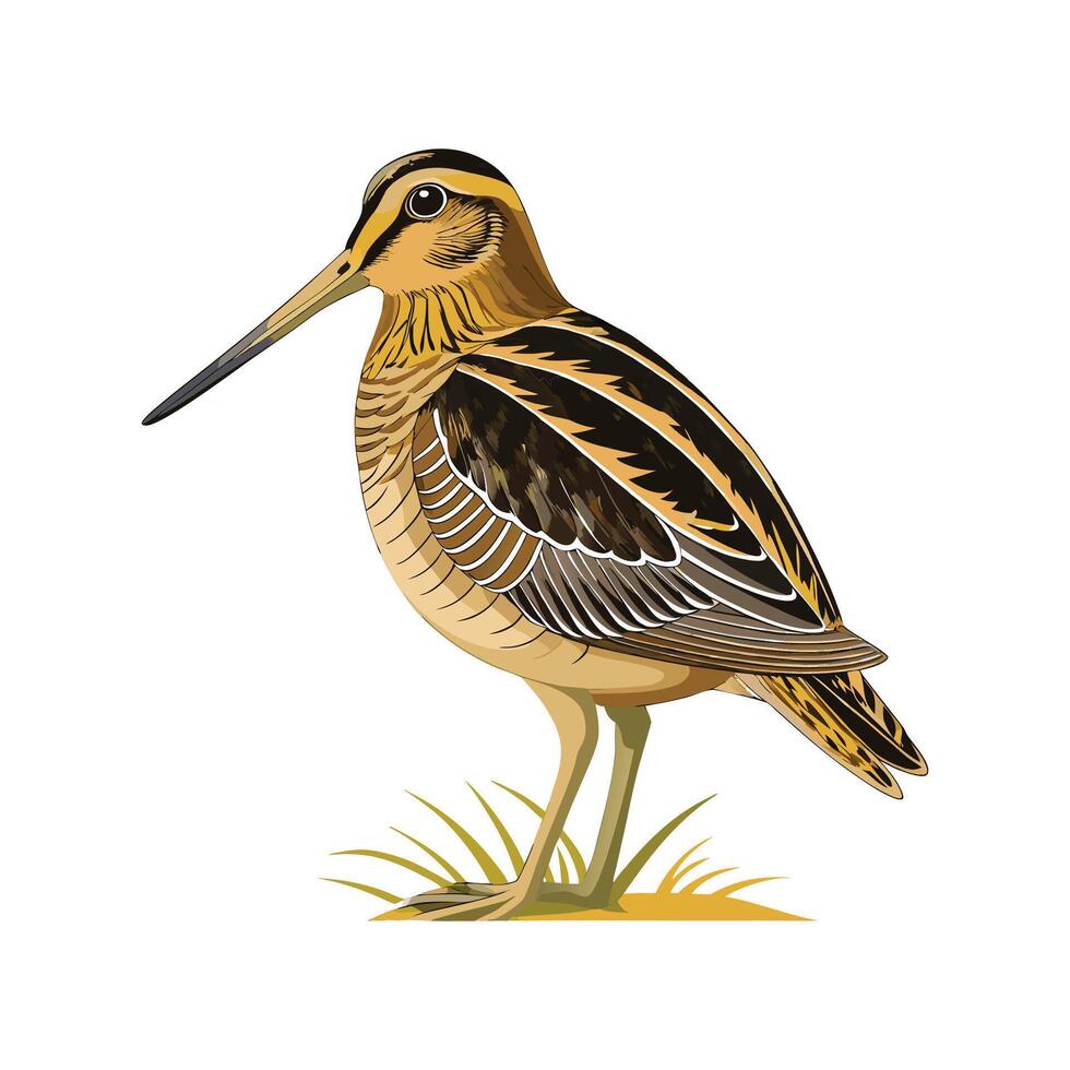 Charming Common Snipe Bird Illustration vector