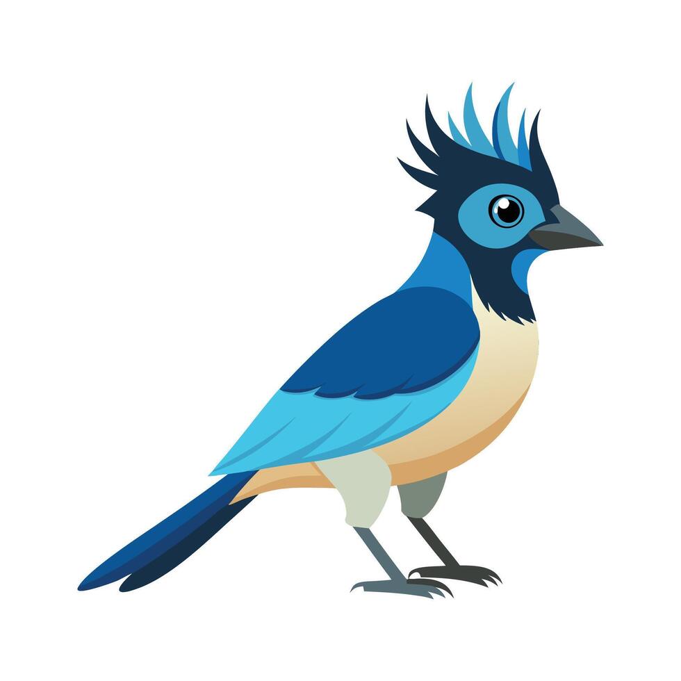 Elegant Crested Jay Bird Graphic vector