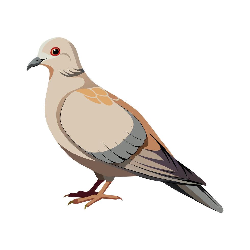 Charming Illustration of Eurasian Collared Dove vector