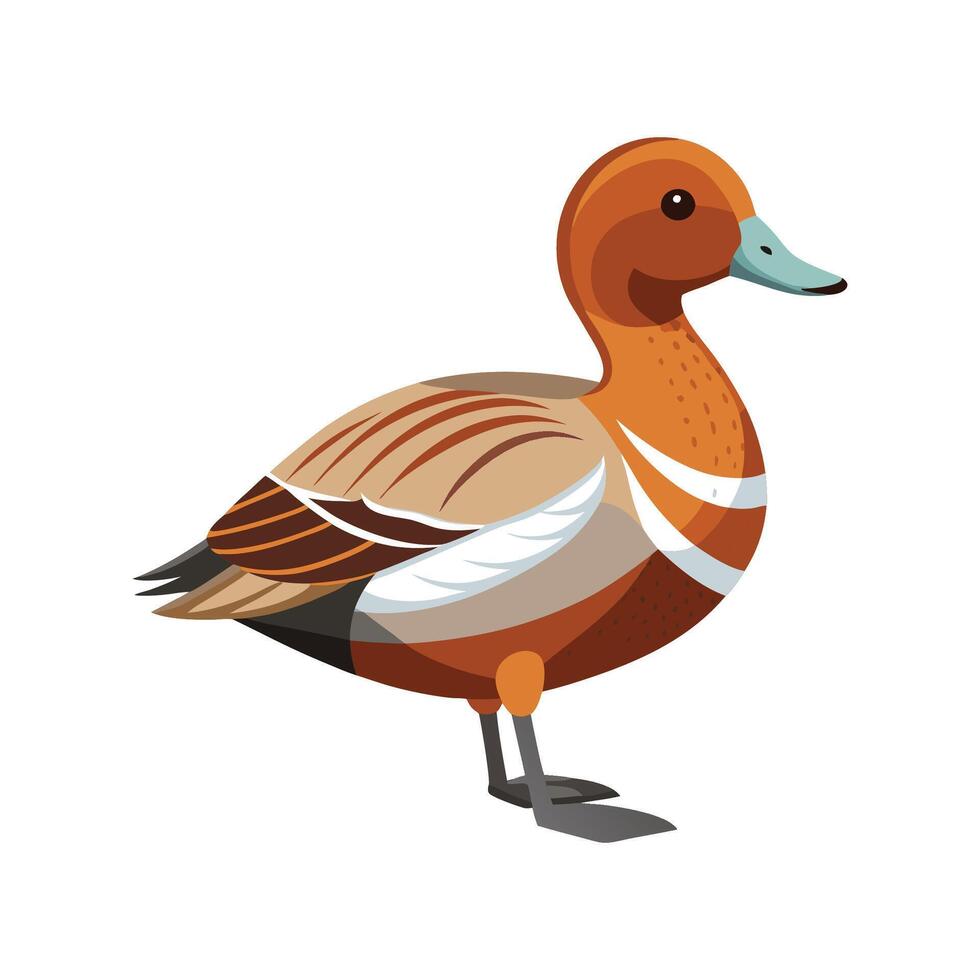 Stylish Eurasian Wigeon Artwork vector