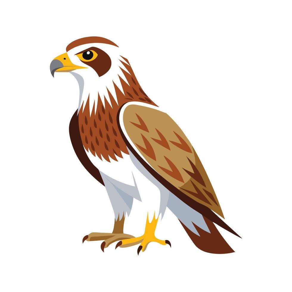 Majestic Ferruginous Hawk vector