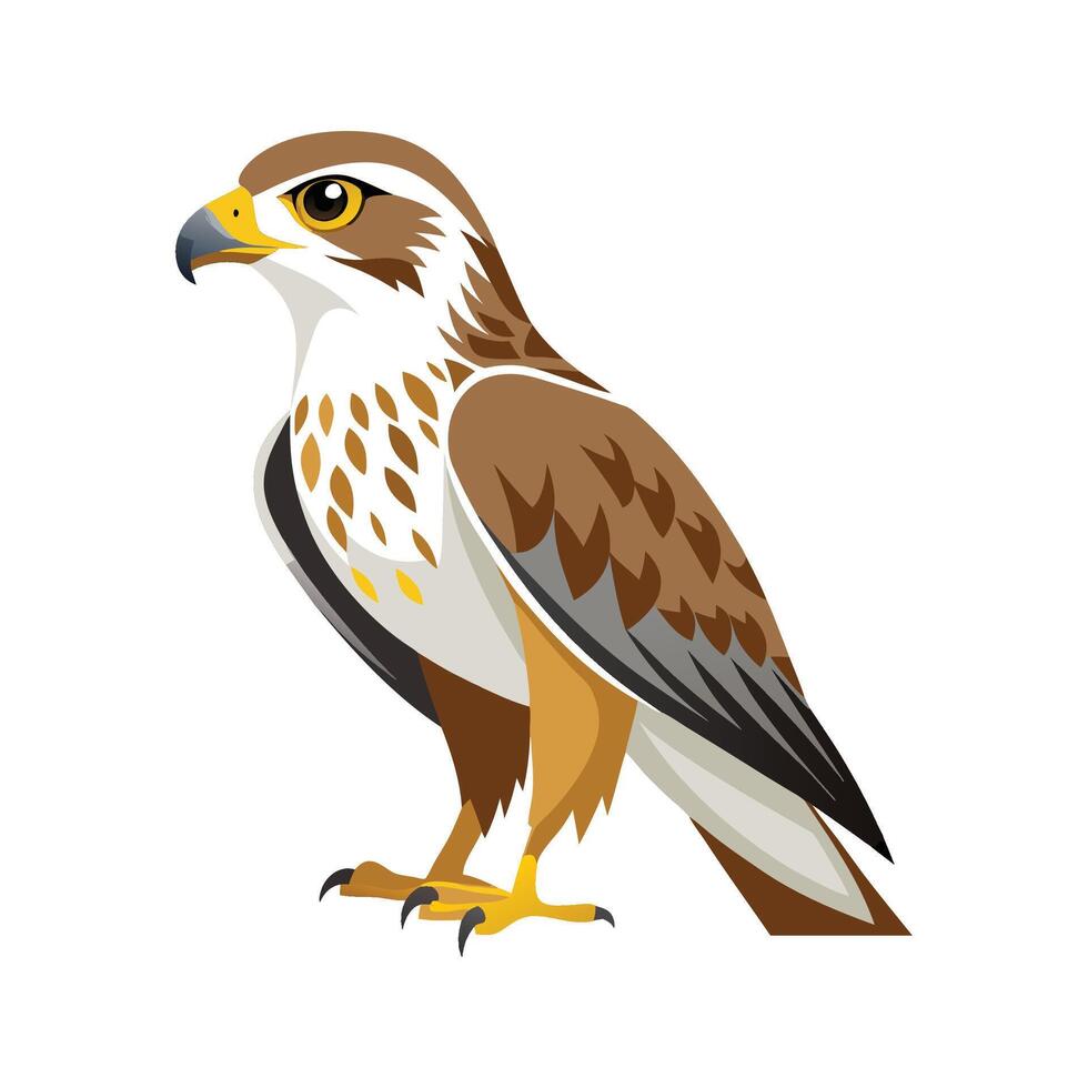 Charming Illustration of Ferruginous Hawk vector