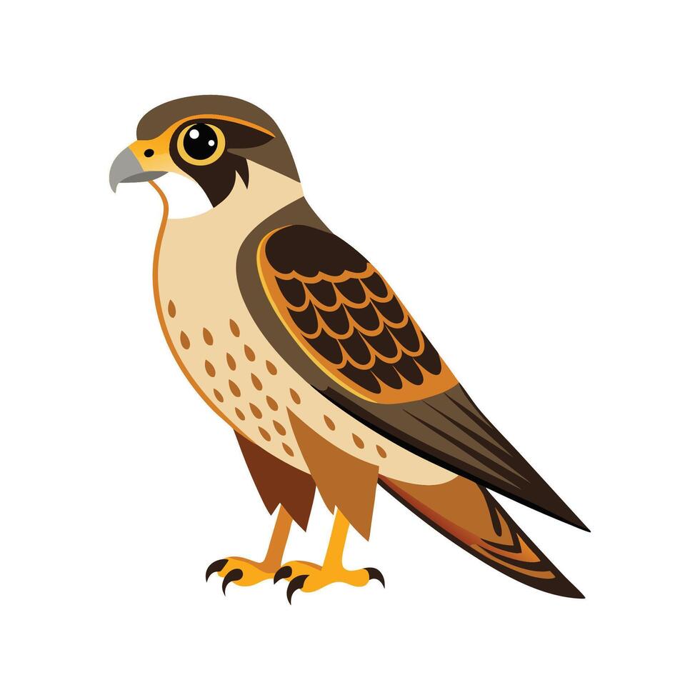Charming Falconet Bird Artwork vector